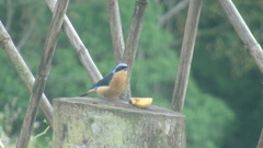 Pipraeidea melanonota