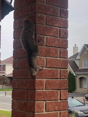 Sciurus carolinensis