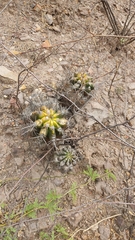 Echinopsis bridgesii