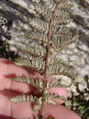 Notholaena grayi
