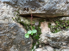 Umbilicus rupestris