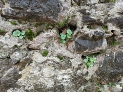 Umbilicus rupestris