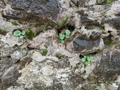 Umbilicus rupestris