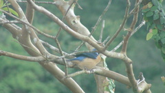 Pipraeidea melanonota