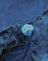 Collybiopsis quercophila