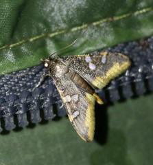 Prophantis