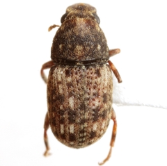 Brachycorynus rectus