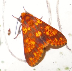 Symphlebia