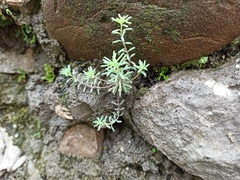 Sedum hispanicum