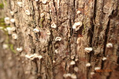 Aleurodiscus oakesii