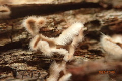 Aleurodiscus oakesii