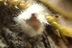 Aleurodiscus oakesii