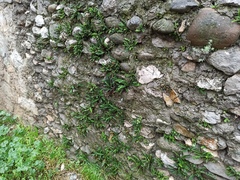 Asplenium ceterach