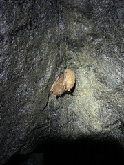 Perimyotis subflavus