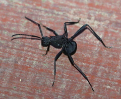Polyrhachis armata