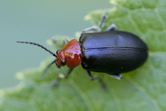 Cacoscelis nigripennis