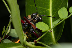 Sternocera chrysis