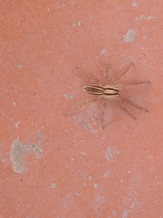 Hogna bivittata