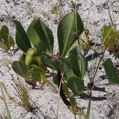 Mairia coriacea