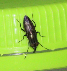 Idiella