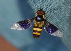 Dideopsis