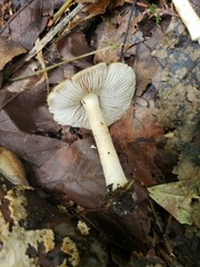 Pseudosperma curreyi