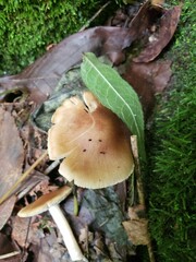 Pseudosperma curreyi