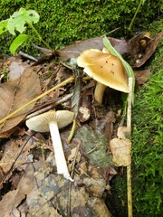 Pseudosperma curreyi