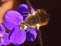 Bombylius discolor