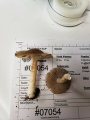 Pseudosperma curreyi