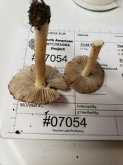 Pseudosperma curreyi