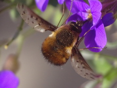 Bombylius discolor