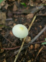 Leucocoprinus flavescens