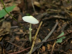 Leucocoprinus flavescens
