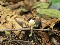 Leucocoprinus flavescens