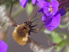 Bombylius discolor