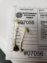 Leucocoprinus flavescens