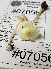 Leucocoprinus flavescens