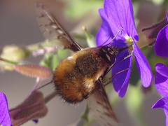 Bombylius discolor