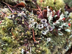 Cladonia albonigra