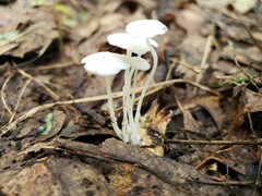 Resinomycena rhododendri