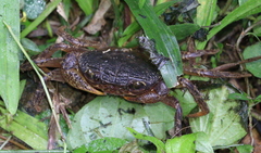 Potamiscinae
