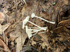 Resinomycena rhododendri