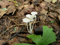 Resinomycena rhododendri