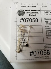 Resinomycena rhododendri