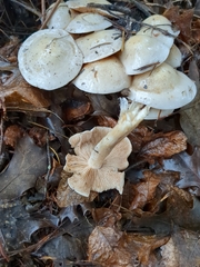 Hebeloma crustuliniforme