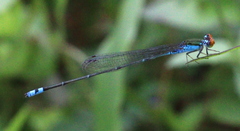 Pseudagrion rubriceps