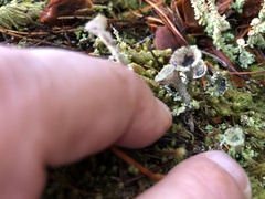Cladonia albonigra