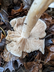 Hebeloma crustuliniforme