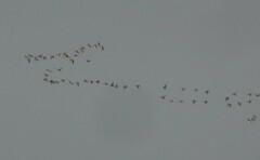 Branta leucopsis
